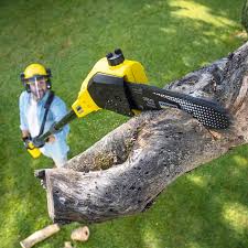 Reliable East Douglas, MA Tree Care Solutions